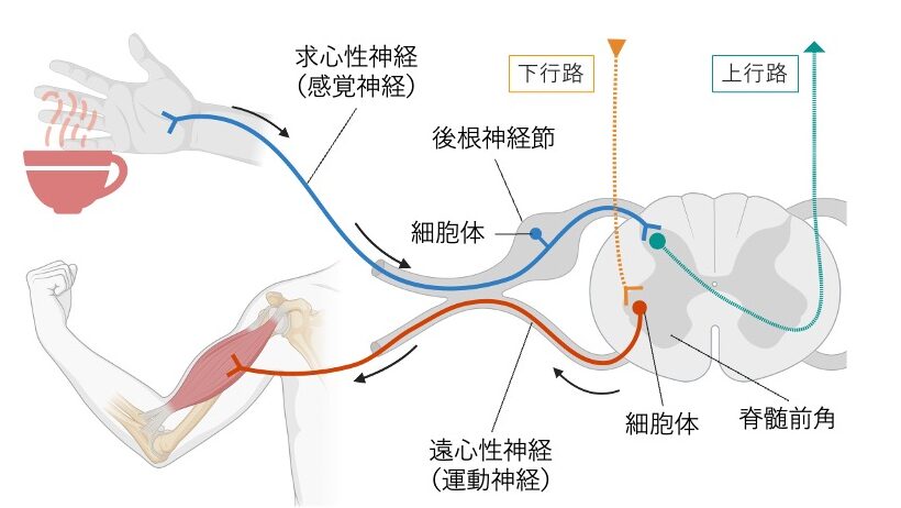末梢からの感覚情報が後根を経て脊髄へ入り上行路を通る経路と、脳からの運動指令が下行路を通り前根から筋肉へ伝わる経路を示す図。