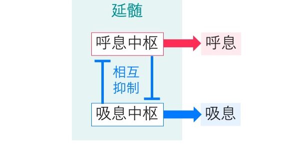 延髄にある吸息中枢と呼息中枢が相互に抑制し合い、呼吸リズムを形成する仕組みを示す図