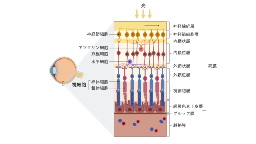 網膜の断面模式図。光は神経線維層から入り、神経節細胞層、双極細胞層を経て、視細胞層の杆体細胞と錐体細胞に到達する様子を示している。水平細胞やアマクリン細胞も描かれている。