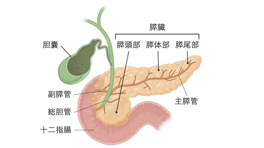 膵頭部・膵体部・膵尾部や膵管と胆嚢・十二指腸の位置関係を示す図。
