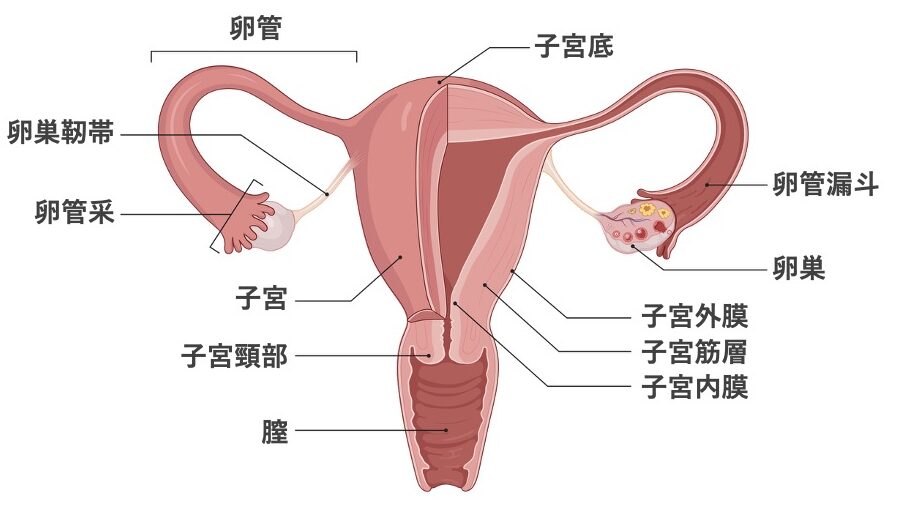 女性生殖器の解剖図。卵巣、卵管（卵管采・漏斗を含む）、子宮（底・体部・頸部、外膜・筋層・内膜の3層）、膣の位置関係を示している。