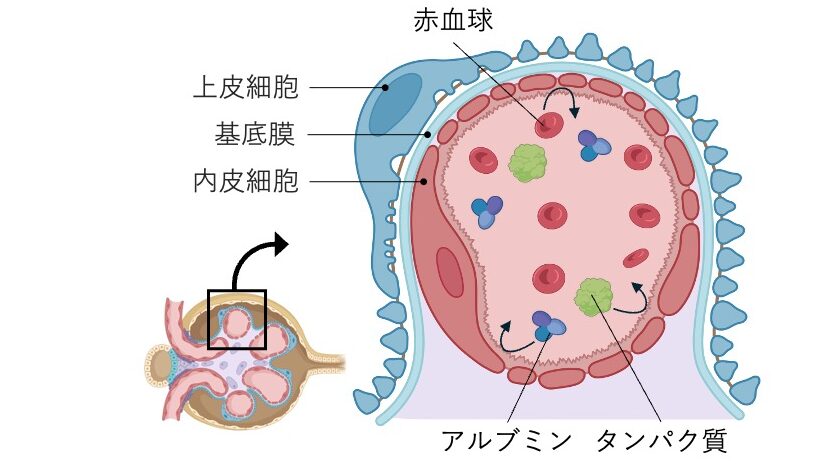 糸球体濾過膜の模式図。内皮細胞、基底膜、上皮細胞の三層構造と、赤血球・タンパク質が通過できない仕組みを示している。