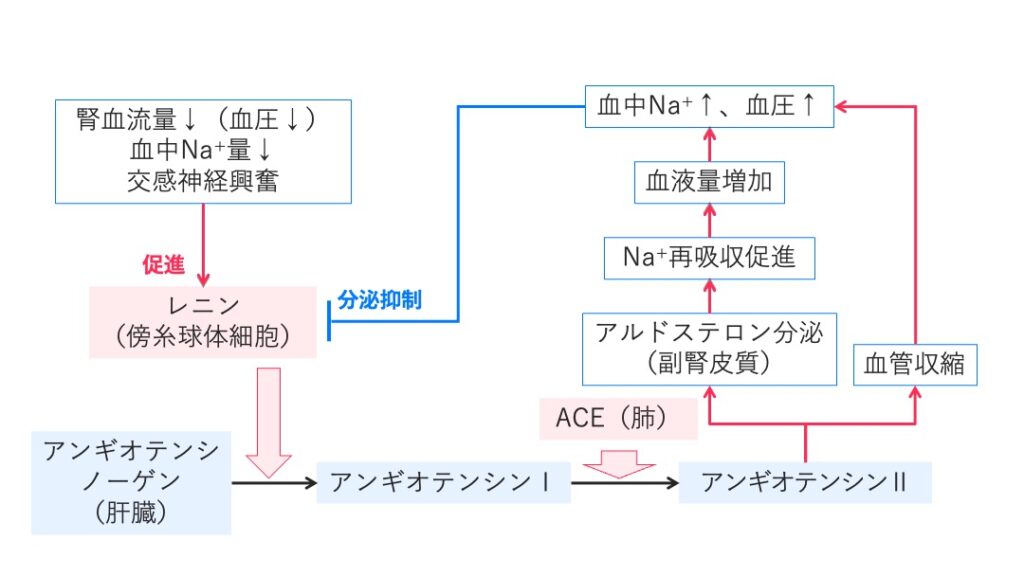 RAA系の模式図。腎血流量低下や交感神経刺激によりレニンが分泌され、アンジオテンシンI → IIへ変換、血管収縮とアルドステロン分泌によるNa⁺再吸収促進を経て血圧が上昇する流れを示している。