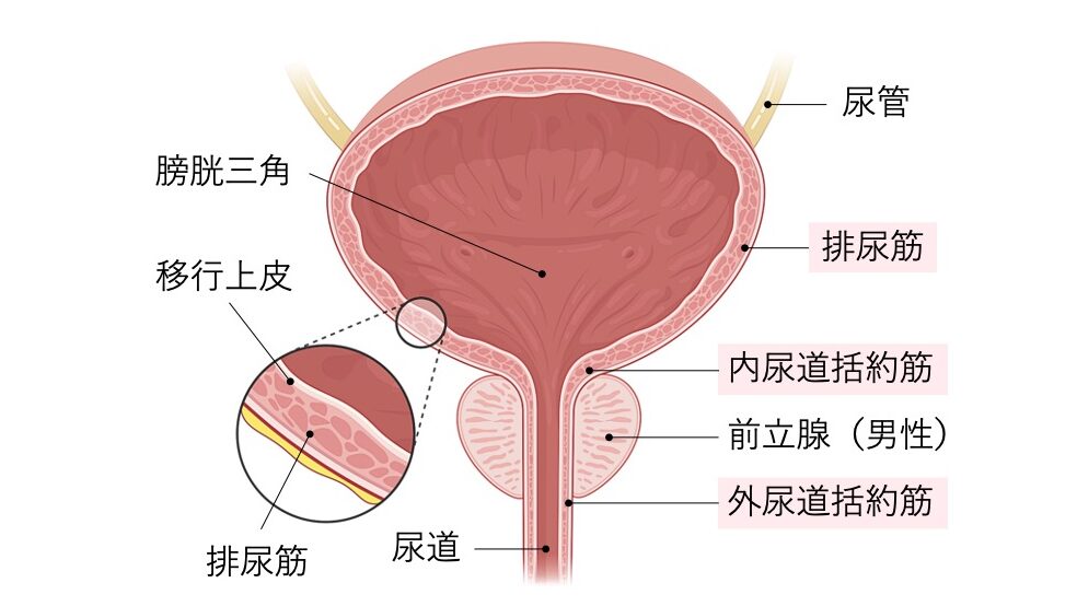 膀胱の構造図。移行上皮で覆われた膀胱壁、膀胱三角、排尿筋、尿管・尿道とのつながり、内外尿道括約筋、男性では前立腺の位置関係を示している。