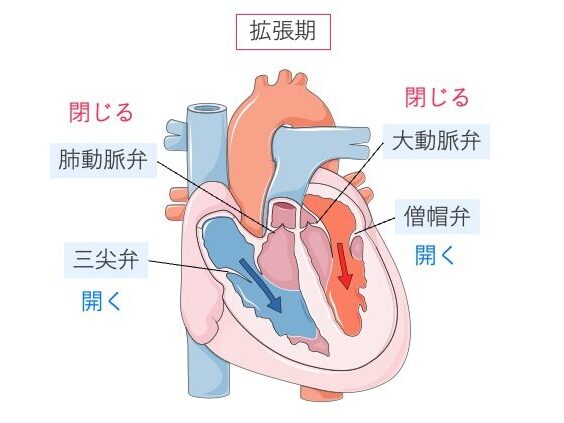 拡張期の心臓模式図。僧帽弁・三尖弁が開き、動脈弁が閉じて心房から心室へ血液が流入している様子。