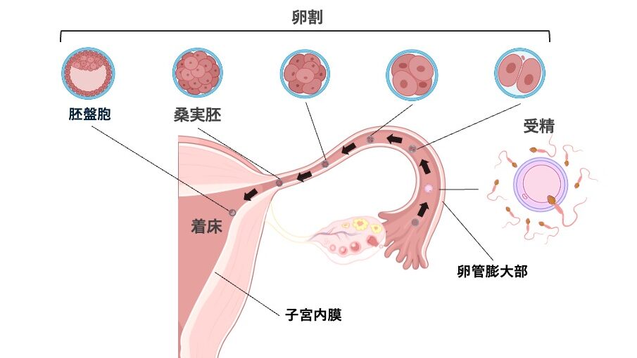 受精から着床までを示す図。卵管膨大部で受精が起こり、受精卵が卵割を繰り返して桑実胚・胚盤胞となり、子宮腔へ移動して子宮内膜に着床する流れが描かれている。