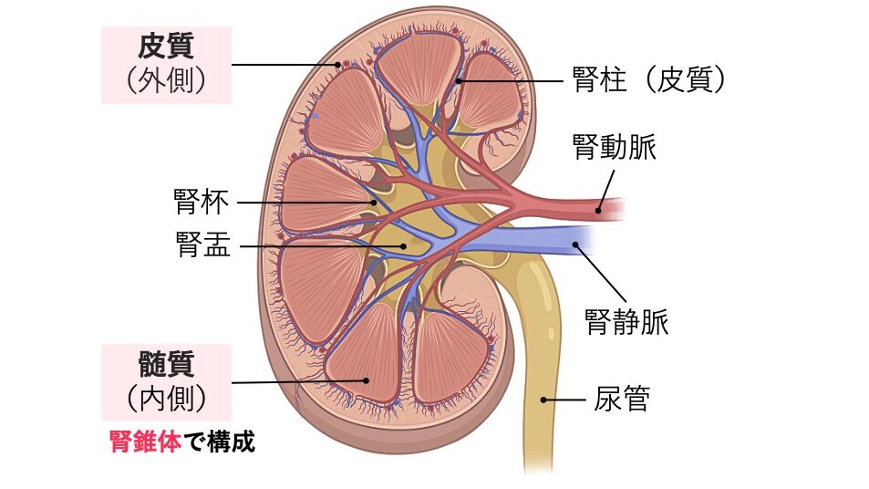 腎臓の断面図。皮質と髄質、腎錐体、腎杯、腎盂、腎動脈、腎静脈、尿管など主要な構造を示した図。