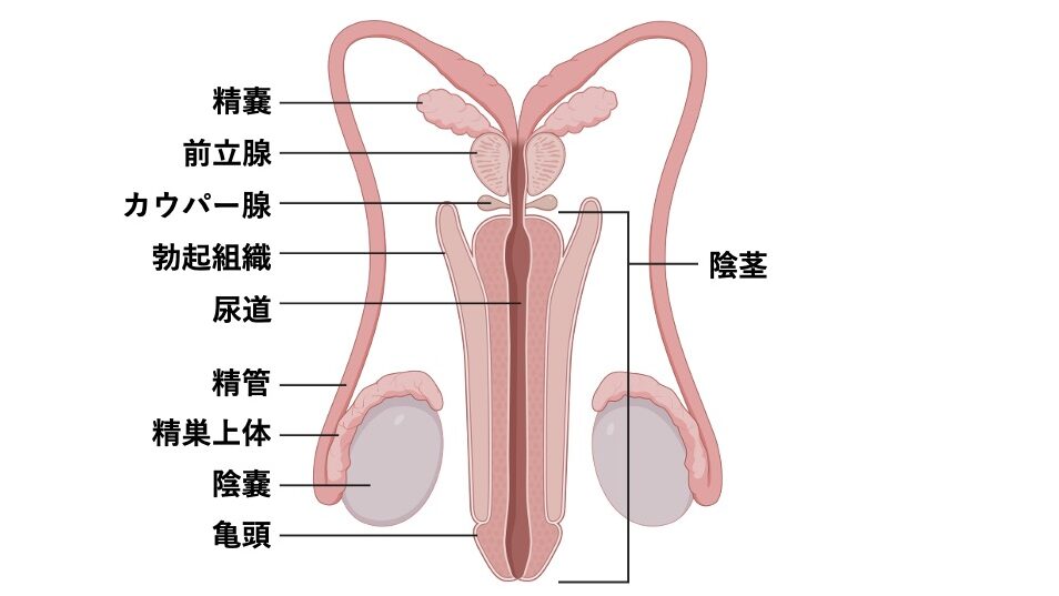 男性生殖器の解剖図。精巣・精巣上体・精管・精嚢・前立腺・カウパー腺・陰茎の内部構造が描かれ、尿道を通じて精液が排出される経路を示している。