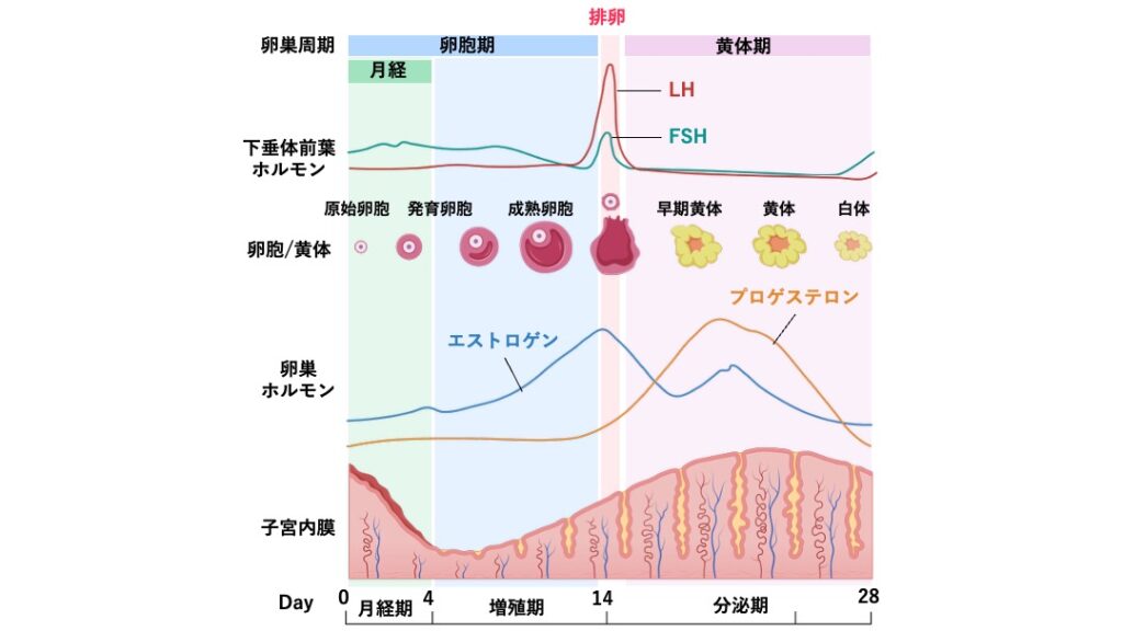 月経周期のグラフ。FSHとLHの分泌変化、エストロゲンとプロゲステロンの推移、卵胞の発育、子宮内膜の厚さ変化を示す。
