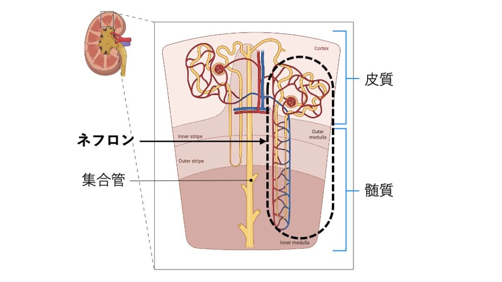 腎臓皮質と髄質に存在するネフロンの模式図。糸球体、尿細管、ヘンレ係蹄、集合管の位置関係を示している。