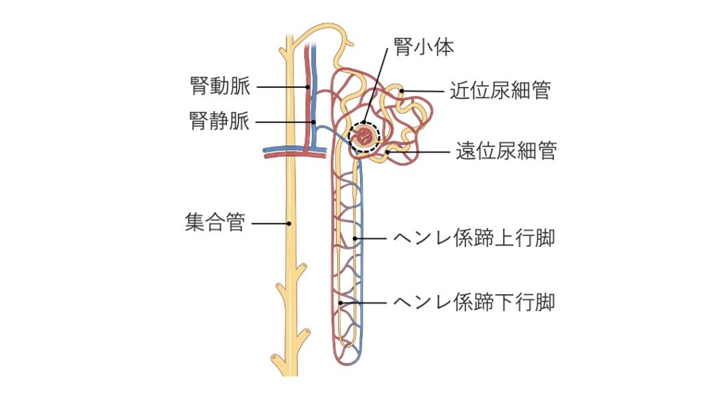 ネフロンの模式図。腎小体、近位尿細管、ヘンレ係蹄（下行脚と上行脚）、遠位尿細管、集合管の構造と、腎動脈・腎静脈の位置関係を示している。