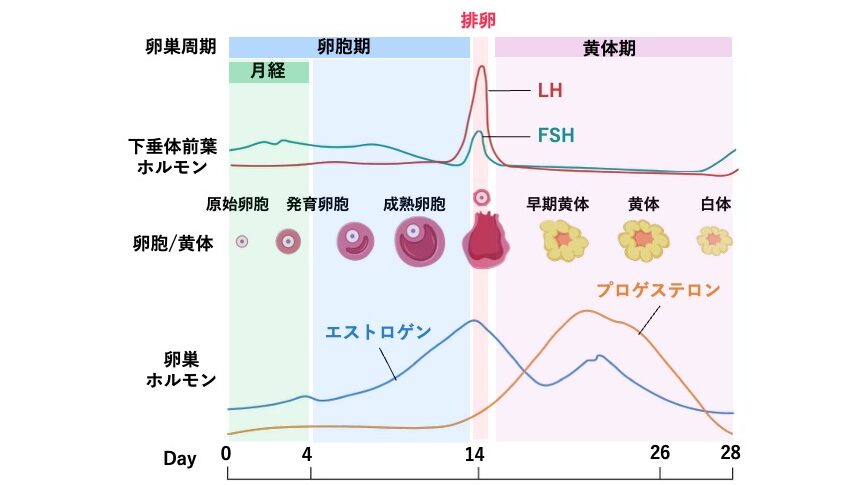 卵巣周期の模式図。発育卵胞から成熟卵胞、排卵後に早期黄体・黄体・白体に変化する様子をホルモン分泌とともに示している。
