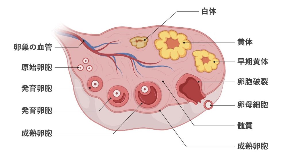 卵巣断面の図。原始卵胞から成熟卵胞、排卵、黄体、白体に至る卵胞の発育過程を示している。