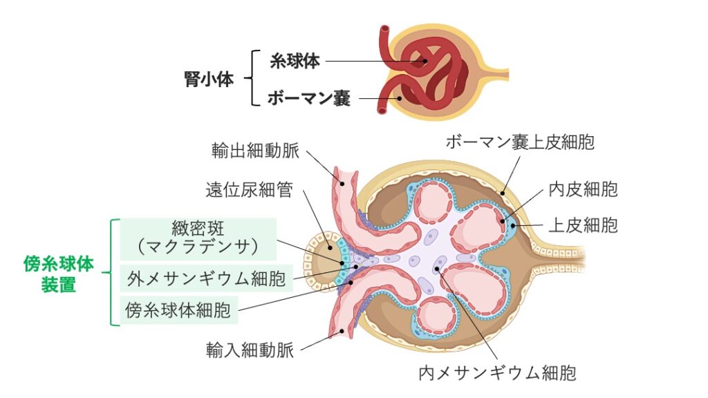 腎小体の模式図。糸球体、ボーマン嚢、輸入細動脈、輸出細動脈、遠位尿細管、緻密斑、傍糸球体細胞、メサンギウム細胞などの構造を含む。