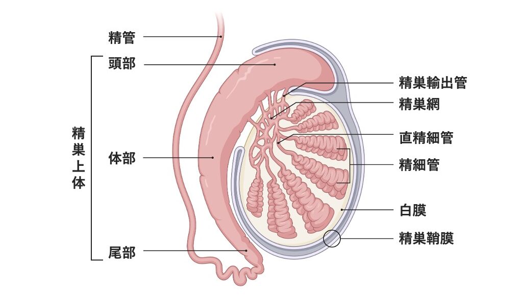 精巣の断面図。精細管から精巣網・輸出管を通り、精巣上体（頭部・体部・尾部）に至る精子輸送経路を示している。白膜と精巣鞘膜も含まれている。