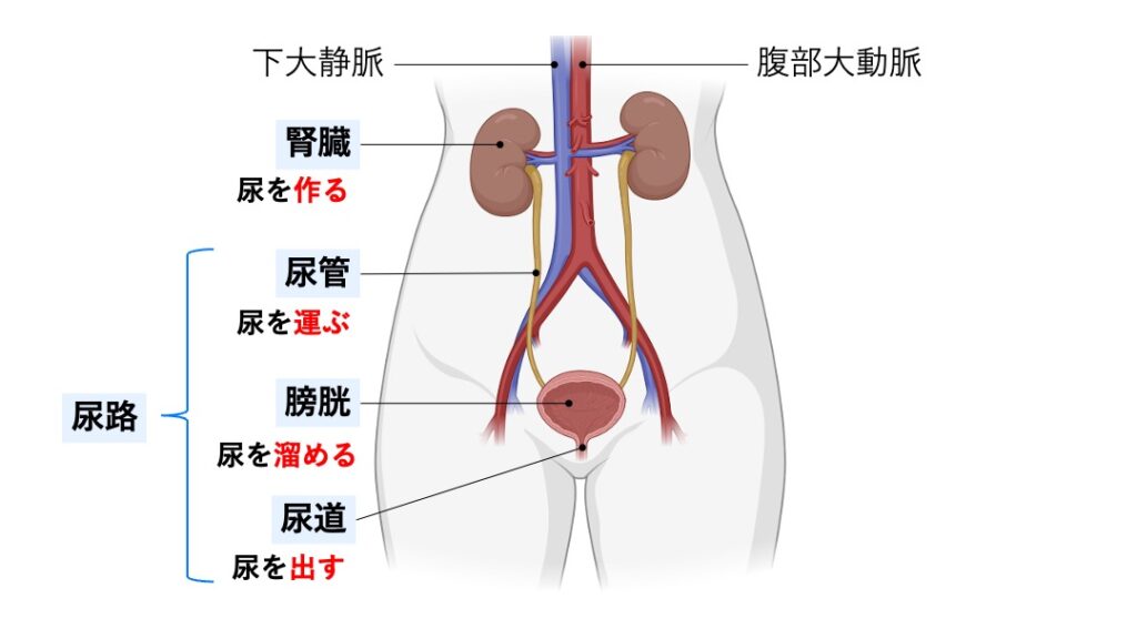 腎臓・尿管・膀胱・尿道で構成される尿路の模式図。腎臓で尿を作り、尿管で運び、膀胱で貯め、尿道から排出する流れを示している。