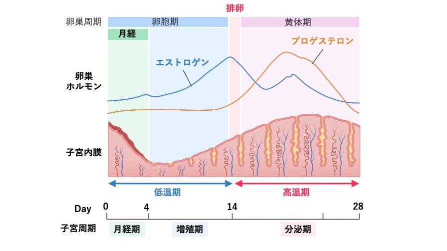 子宮周期の図。月経、増殖期、分泌期の子宮内膜の変化と、エストロゲン・プロゲステロンの分泌、基礎体温の低温期と高温期を示している。