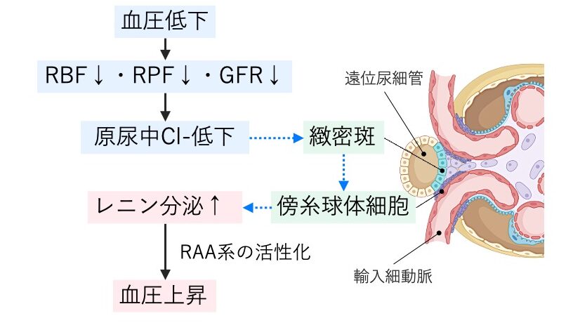 傍糸球体装置の模式図。血圧低下に伴うRBF・RPF・GFR低下、緻密斑のCl⁻感知、傍糸球体細胞からのレニン分泌、血圧上昇へのフィードバックを示している。