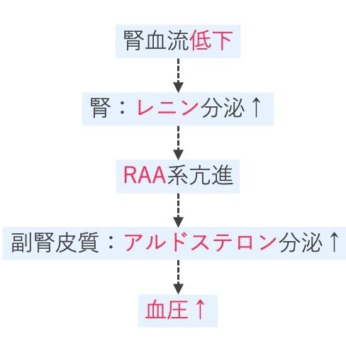 腎血管性高血圧の発症過程を示すフローチャート。
腎血流の低下 → レニン分泌の増加 → RAA系亢進 → アルドステロン分泌亢進 → 血圧上昇、という流れを矢印で示している。