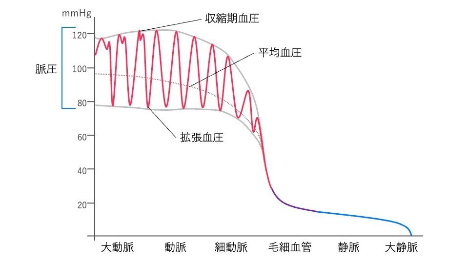 動脈から静脈にかけての血圧の変化を示すグラフ。
収縮期血圧、拡張期血圧、平均血圧の曲線が描かれており、細動脈で血圧が大きく低下し、静脈側ではほぼ一定の低圧になる様子を示す。