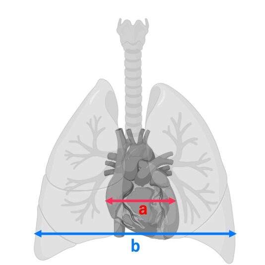 肺と心臓の位置関係を示す図。心臓の最大横幅a(赤い矢印)と、胸郭の最大横幅b(青い矢印)を示し、心胸郭比(a/b)の測定位置を表している。