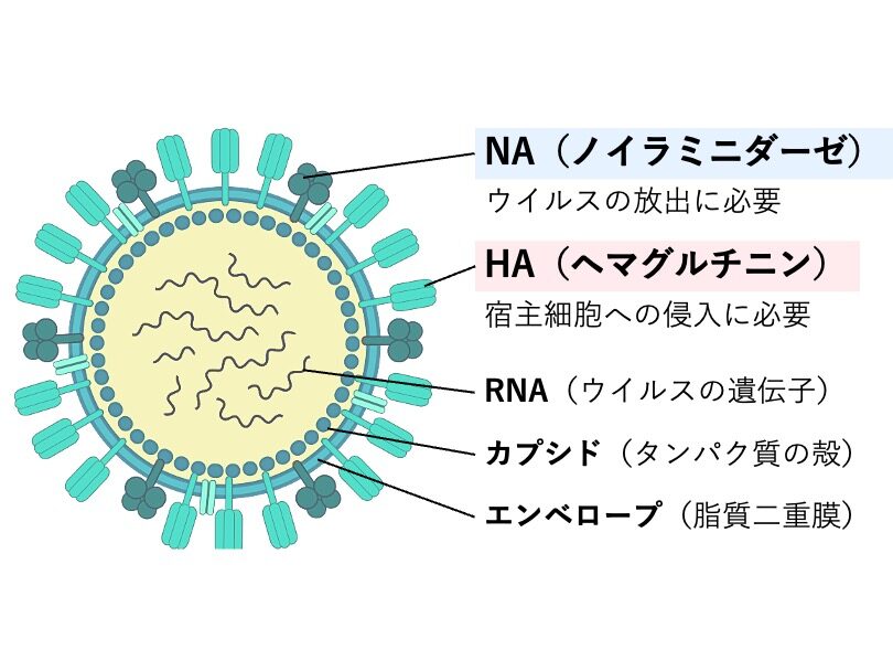 A型インフルエンザウイルスの構造図。ウイルス表面にHA（ヘマグルチニン）とNA（ノイラミニダーゼ）が存在し、内部にRNAとカプシド、外側に脂質二重膜からなるエンベロープをもつことを示している。