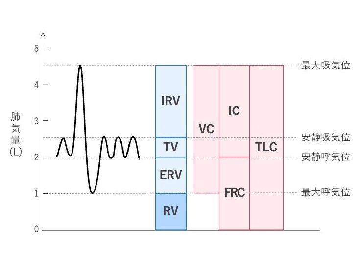 スパイロメトリーで得られる呼吸曲線と、肺気量分画および肺容量の関係を示した図。左に自然呼吸と最大呼吸の呼吸曲線、中央に青色で1回換気量・予備吸気量・予備呼気量・残気量、右に赤色で肺活量・吸気容量・機能的残気量・全肺気量を示している。