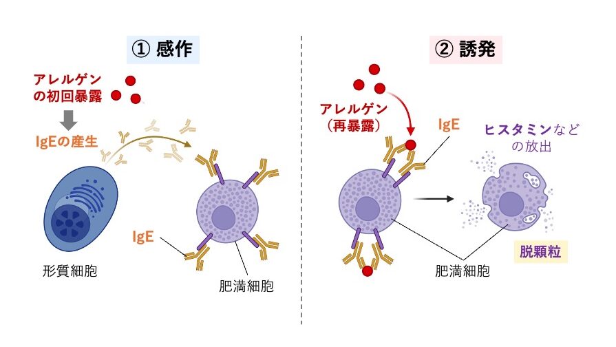 Ⅰ型アレルギーの機序を示した図。初回にアレルゲンが侵入するとIgEが産生され、IgEが肥満細胞に結合して感作される。再びアレルゲンが侵入すると、IgEが架橋され、肥満細胞が脱顆粒してヒスタミンなどを放出し、アレルギー症状が起こる。