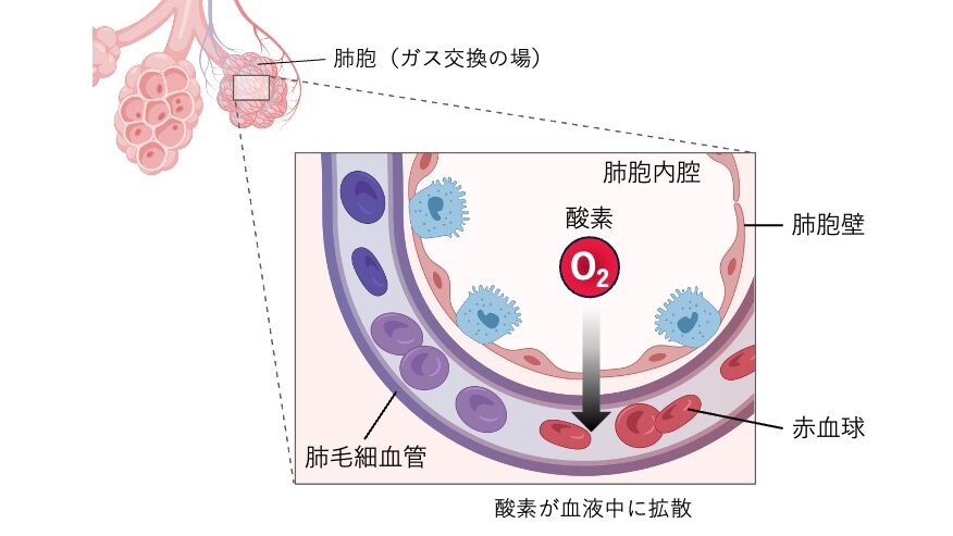 肺拡散能の概念を示した図。肺胞内腔にある酸素が、肺胞壁を通って肺毛細血管内の赤血球へ拡散する様子を示している。肺拡散能は、この肺胞でのガス交換能力を評価する指標である。