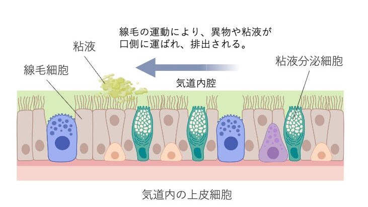 気道上皮における線毛運動の模式図。粘液分泌細胞（ゴブレット細胞）から分泌された粘液を、線毛細胞の線毛運動によって口側へ運び、異物や病原体を気道外へ排出している様子を示している。