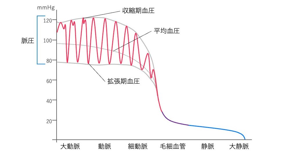 動脈から静脈にかけての血圧の変化を示すグラフ。
収縮期血圧、拡張期血圧、平均血圧の曲線が描かれており、細動脈で血圧が大きく低下し、静脈側ではほぼ一定の低圧になる様子を示す。