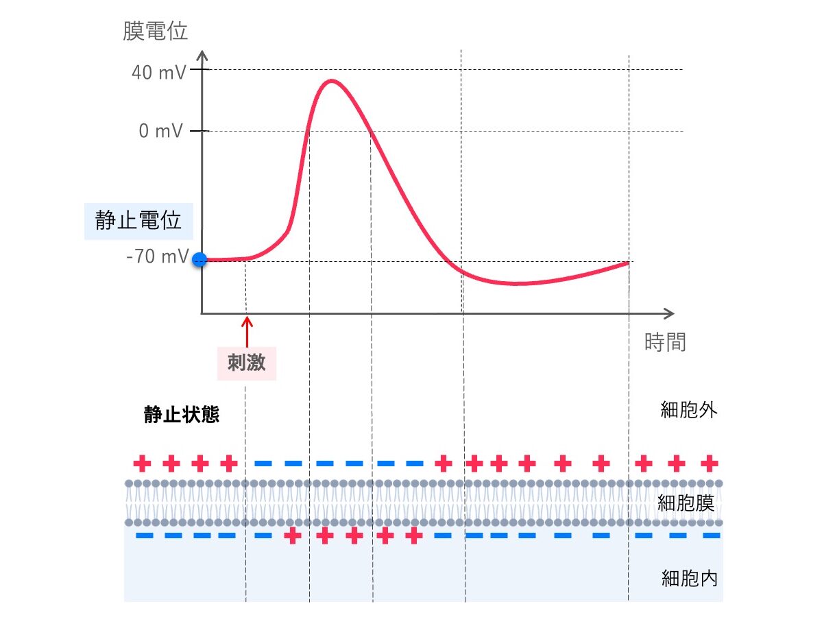 神経細胞における活動電位と膜電位変化の模式図。静止電位から刺激により膜電位が上昇し、その後元の状態へ戻る様子を示している。