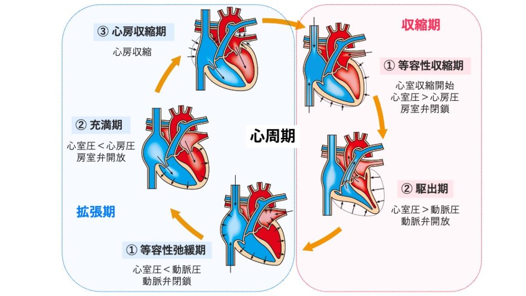 心周期の模式図。収縮期(①等容性収縮期→②駆出期)と、拡張期(①等容性弛緩期→②充満期→③心房収縮期)の流れを矢印で示し、心房・心室内の血液の流れと各相の変化を図解している。