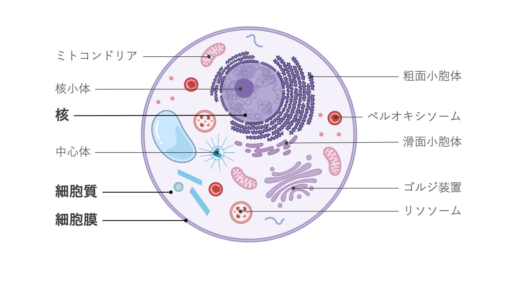 細胞の構造模式図。細胞膜・細胞質・核（核小体）に加え、ミトコンドリア、粗面小胞体、滑面小胞体、ゴルジ装置、リソソーム、ペルオキシソーム、中心体などの細胞内小器官が示されている。