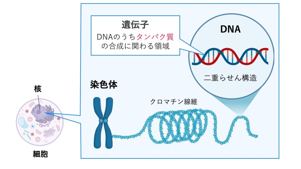 【細胞】核とDNA・RNA|遺伝情報のしくみ(転写・翻訳の基礎)