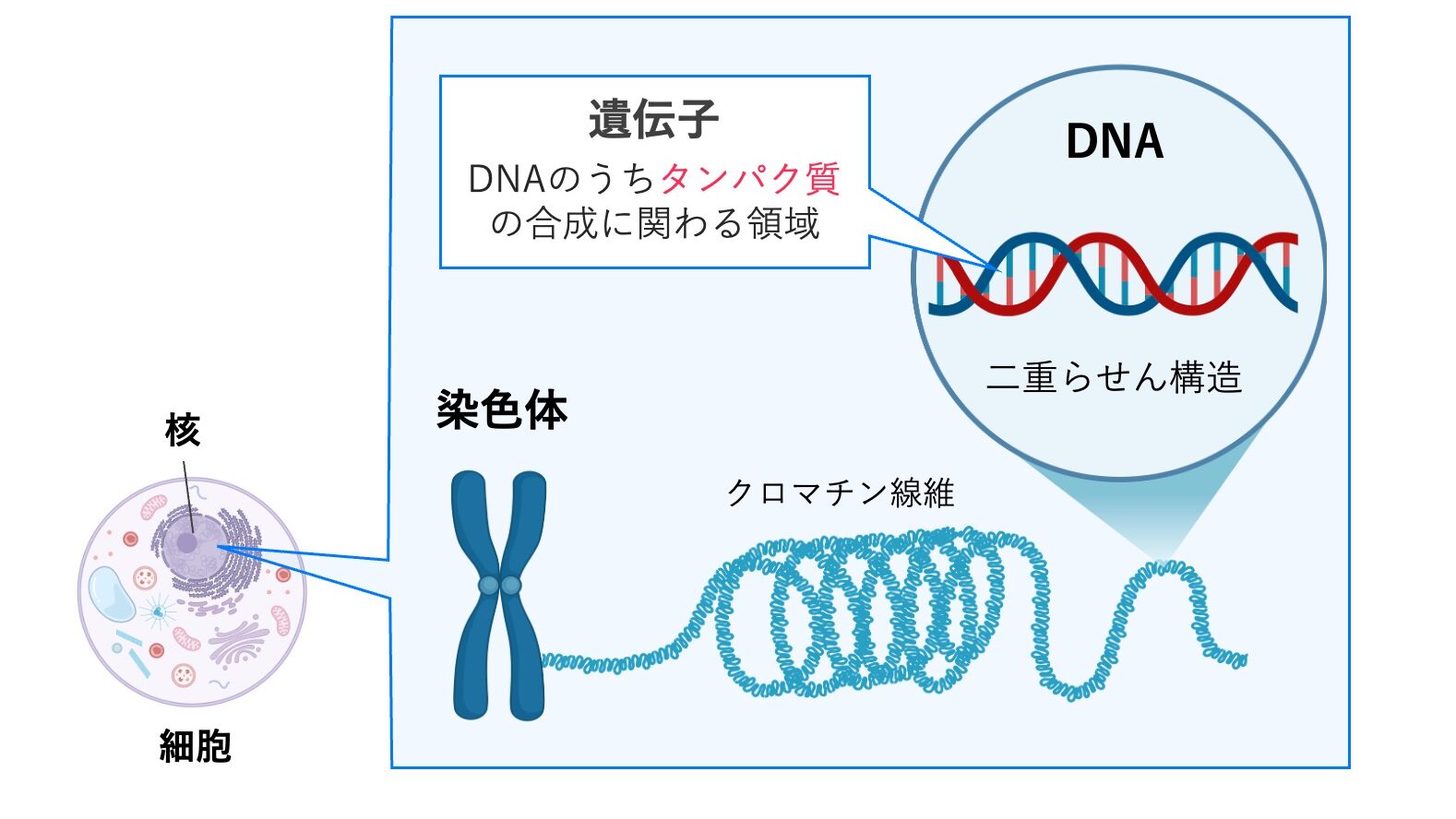 細胞から核、染色体、クロマチン線維、DNAへとつながる構造の模式図。DNAは二重らせん構造をもち、その一部でタンパク質合成に関わる領域が遺伝子であることを示している。