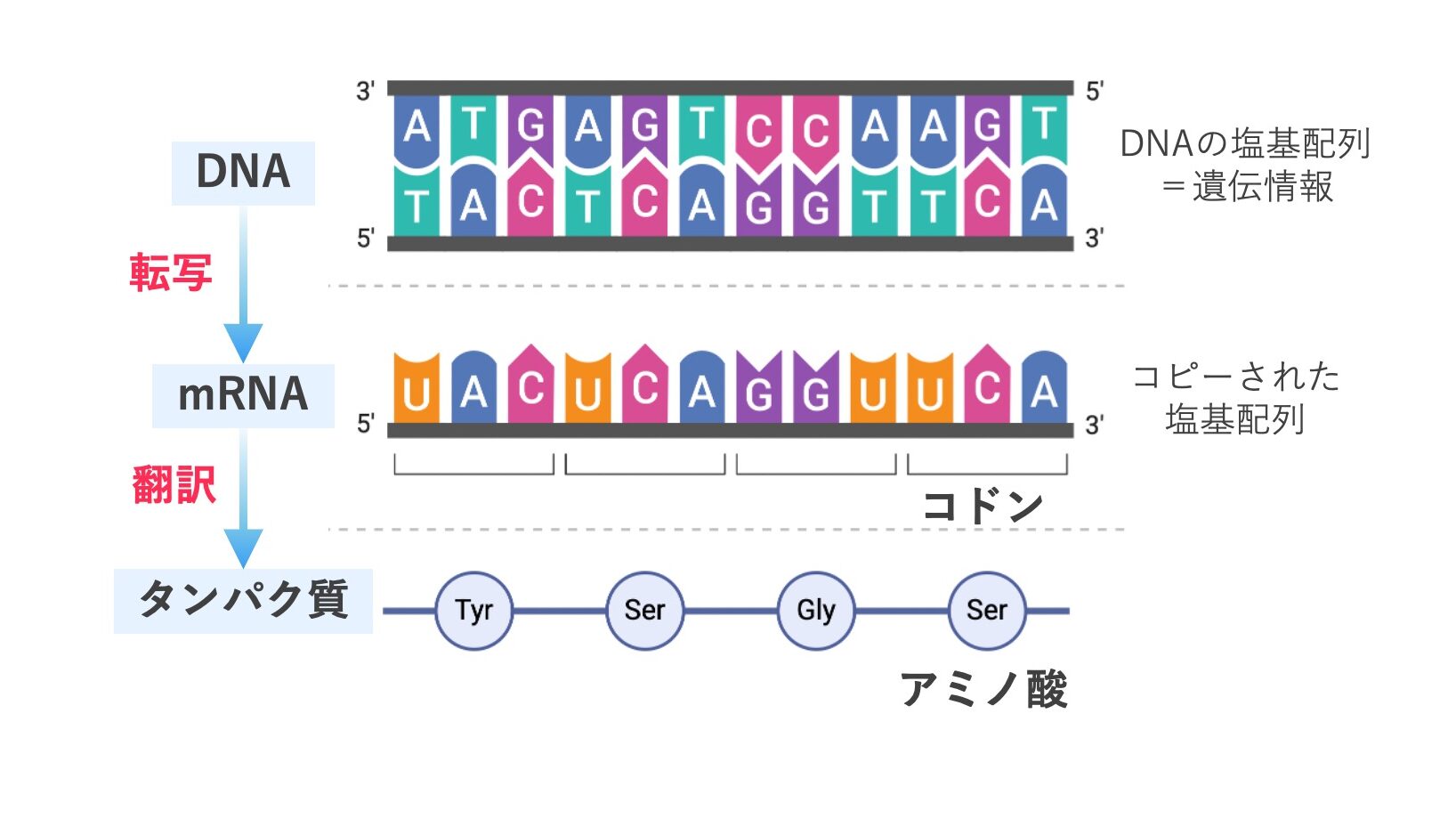 DNAの塩基配列が転写によりmRNAへ写し取られ、翻訳によってコドンに対応したアミノ酸配列となりタンパク質が合成される過程を示す模式図。