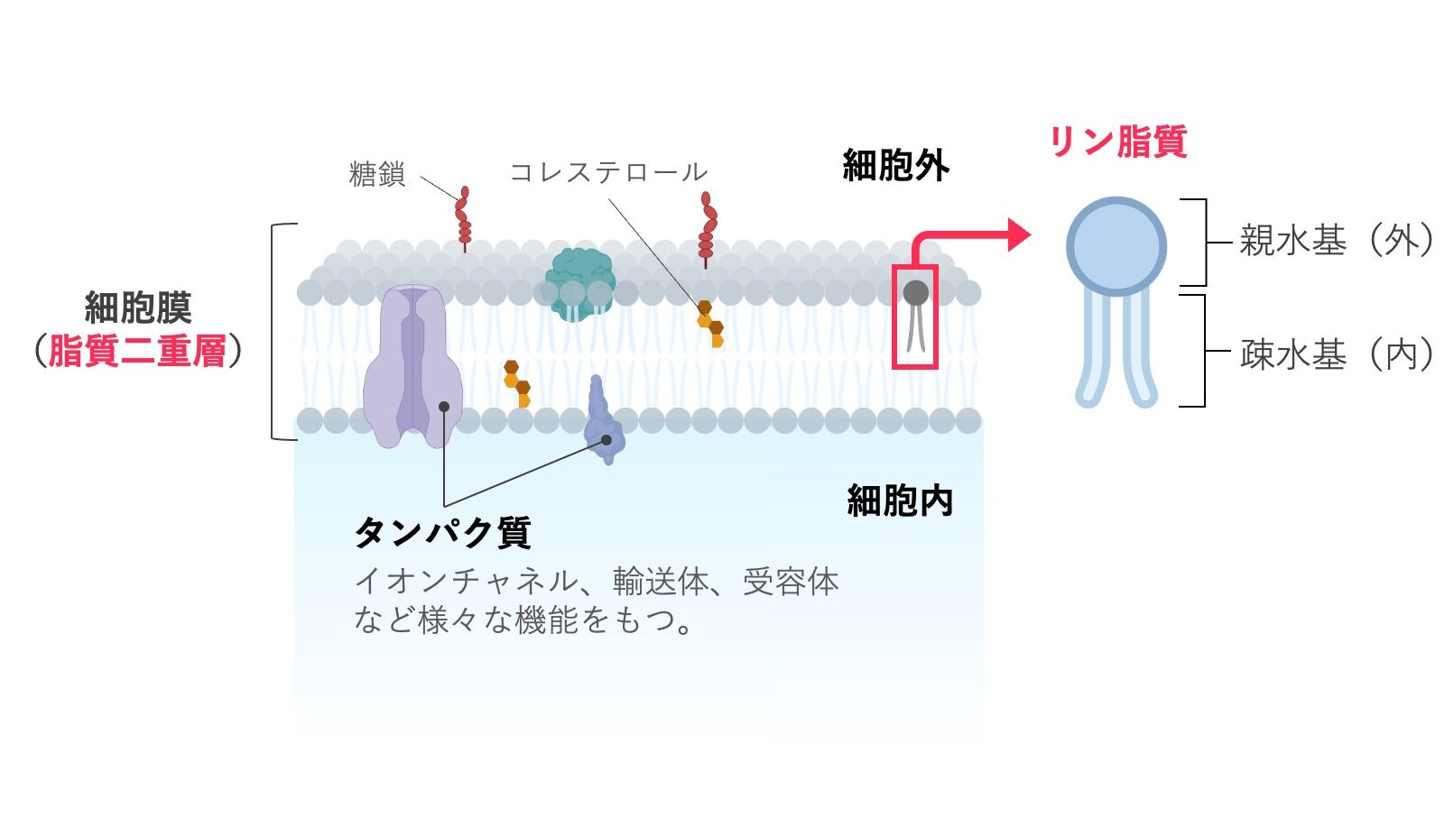 細胞膜の構造模式図。リン脂質二重層において、親水基が外側、疎水基が内側に並び、膜タンパク質や糖鎖、コレステロールが存在する様子を示している。