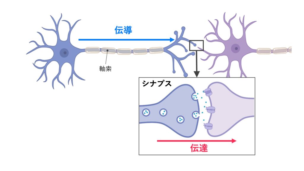 神経細胞における伝導と伝達、およびシナプスの模式図
