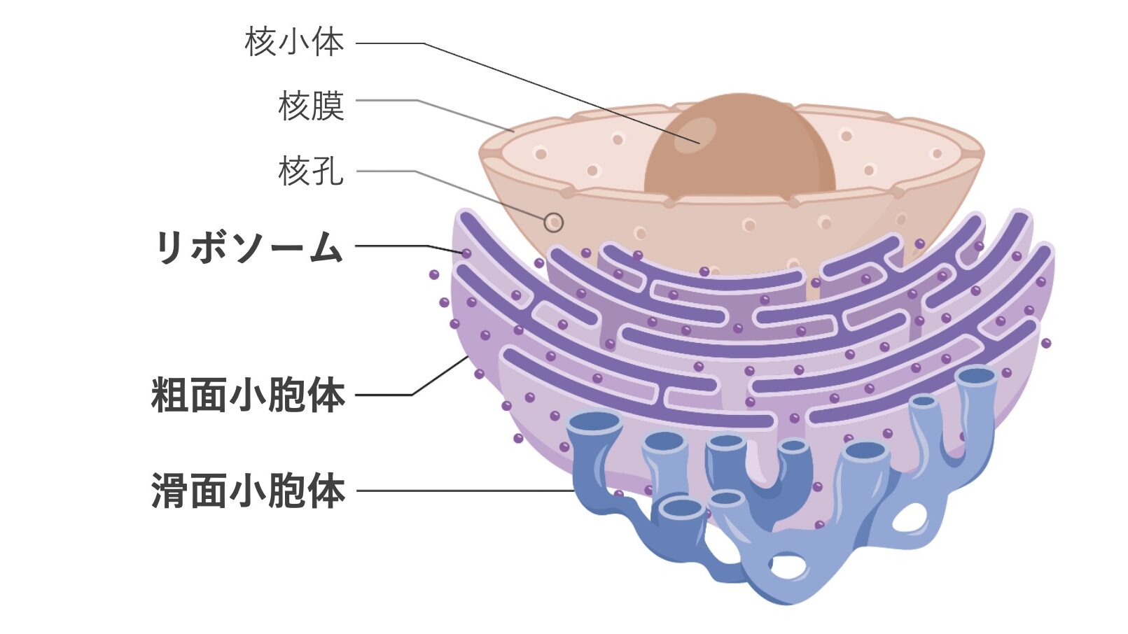 小胞体の構造図。リボソームが付着した粗面小胞体と、リボソームをもたない滑面小胞体を示している。粗面小胞体は核膜と連続している。