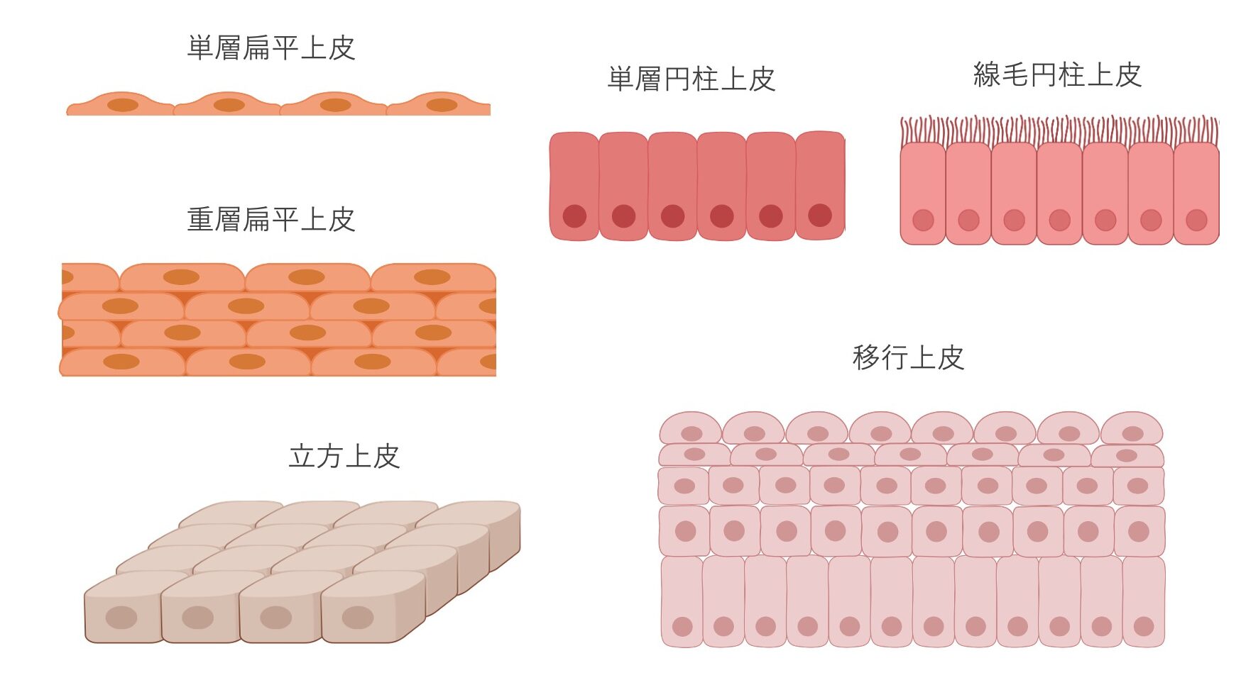 単層扁平上皮、重層扁平上皮、立方上皮、単層円柱上皮、線毛円柱上皮、移行上皮の構造の違いを示した模式図