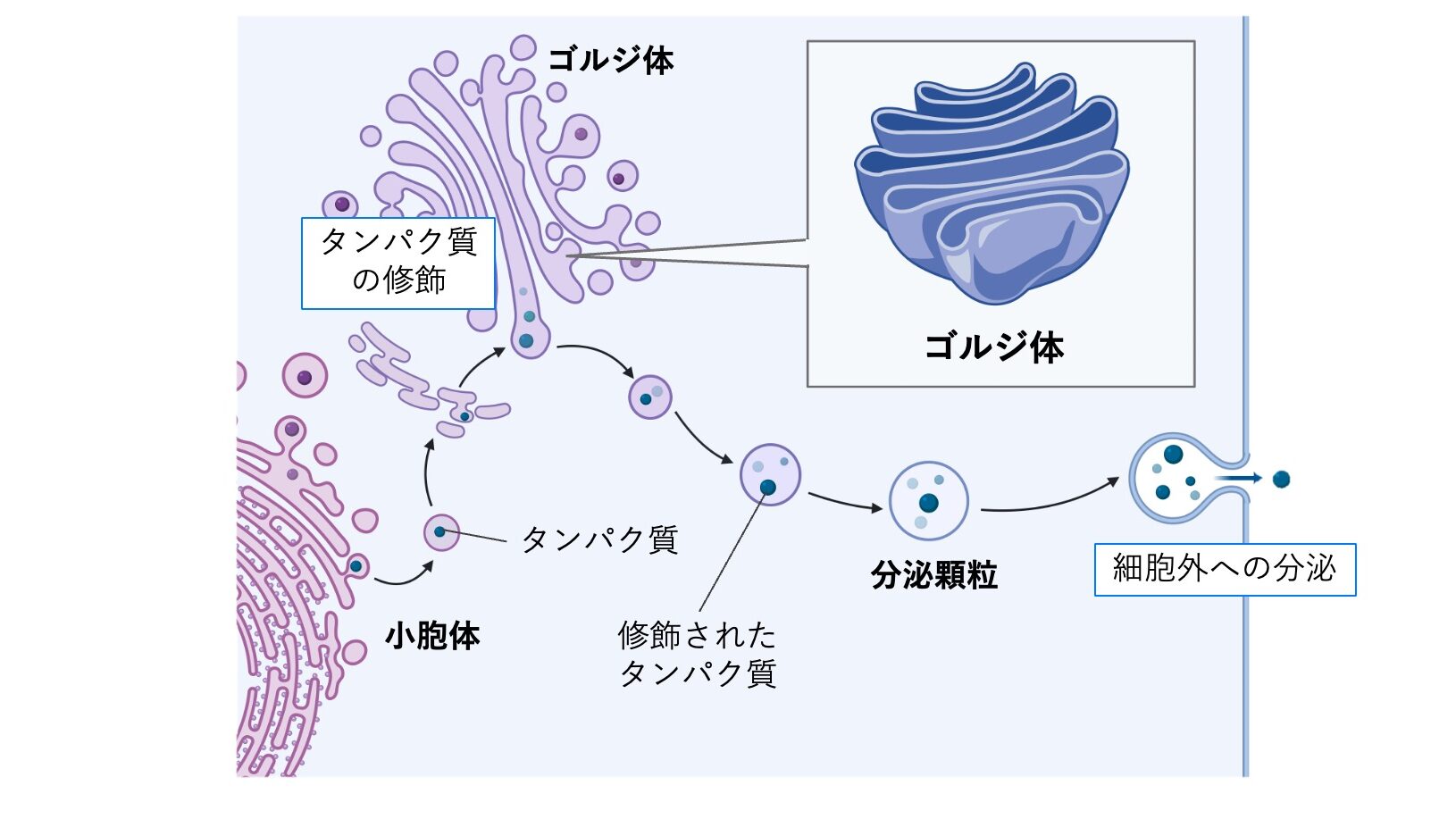 ゴルジ体の構造と機能の模式図。小胞体で合成されたタンパク質がゴルジ体で修飾され、分泌顆粒として細胞外へ輸送される流れを示している。
