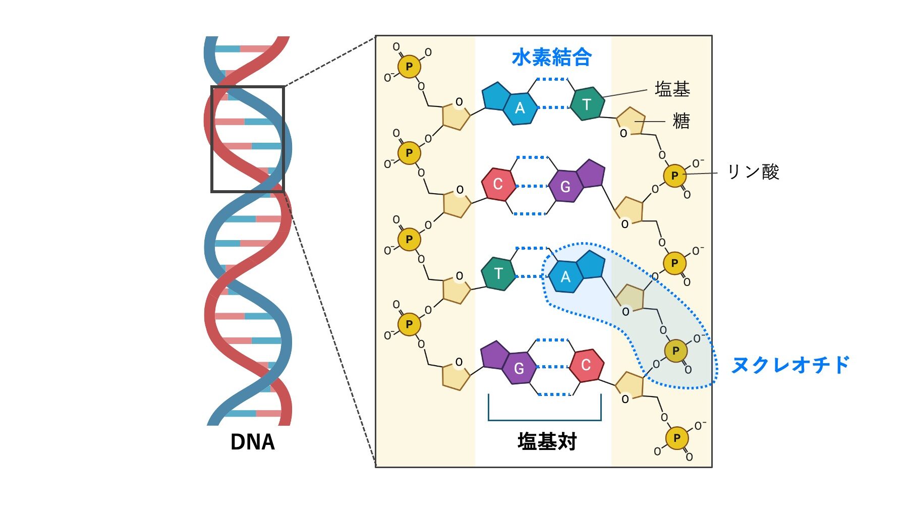 DNAの二重らせん構造と塩基対を示す模式図。AとT、CとGが水素結合で結合し、ヌクレオチド（塩基・糖・リン酸）から構成されることを示している。