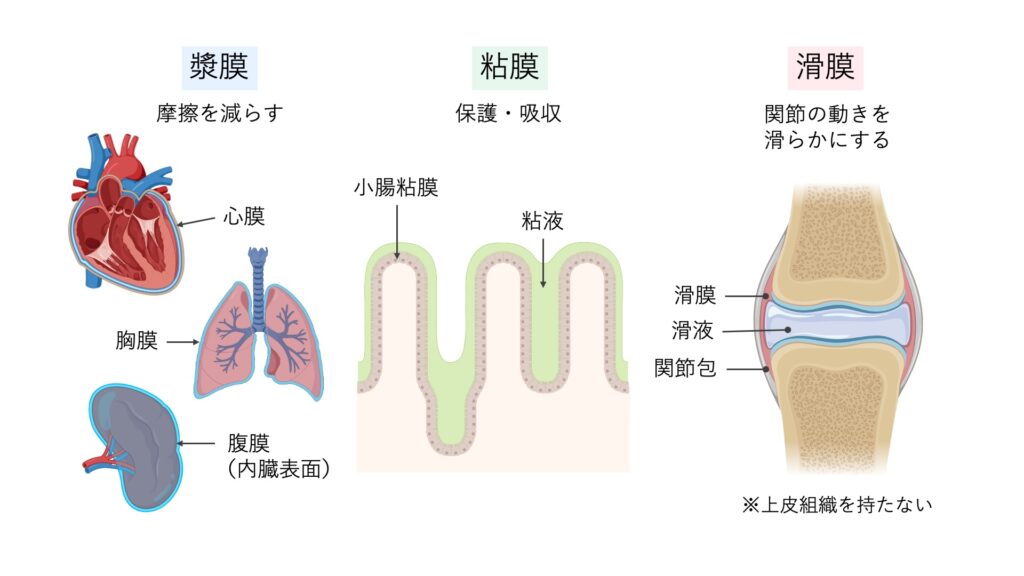 漿膜、粘膜、滑膜の代表例と主な働きを示した模式図。漿膜は摩擦軽減、粘膜は保護・吸収、滑膜は関節運動を滑らかにする働きを示している。