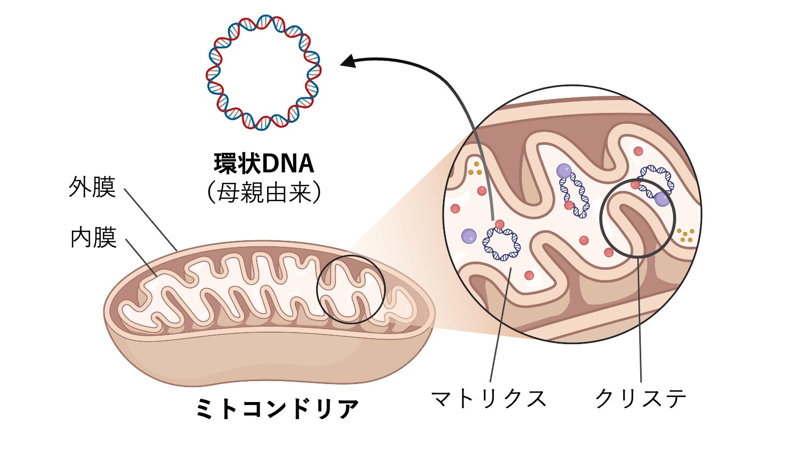 ミトコンドリアの構造図。外膜・内膜・クリステ・マトリクスを示し、内部に環状DNA（ミトコンドリアDNA）が存在する様子を図解している。