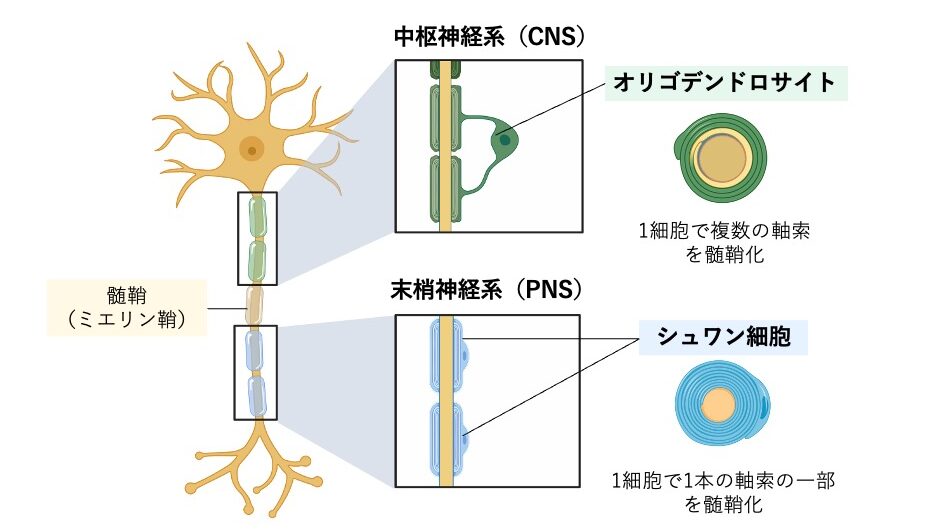 オリゴデンドロサイトとシュワン細胞による髄鞘形成の違いを示した模式図