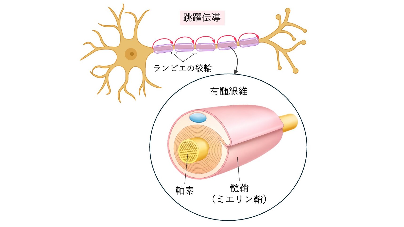 有髄線維の構造と跳躍伝導を示した模式図。軸索を囲む髄鞘と、活動電位が飛び飛びに伝わる様子を示している。