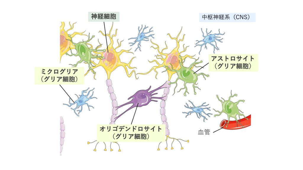 中枢神経系の構成細胞を示した図。神経細胞以外に、アストロサイト、オリゴデンドロサイト、ミクログリアなどのグリア細胞が存在する様子を示している。