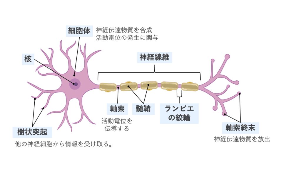 神経細胞の構造（細胞体・樹状突起・軸索・髄鞘・ランビエ絞輪・軸索終末）の模式図