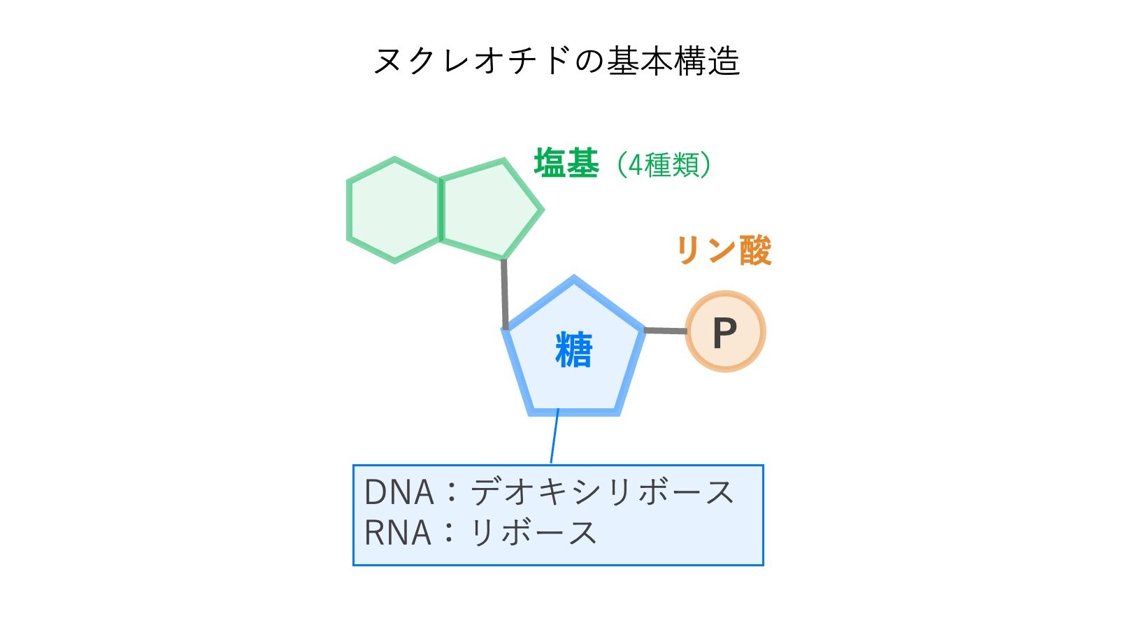 ヌクレオチドの基本構造を示す模式図。塩基、糖、リン酸の3つから構成され、DNAでは糖がデオキシリボース、RNAではリボースである。